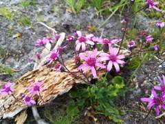 Senecio cymbalarifolius