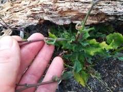 Senecio cymbalarifolius
