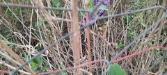 Chamaeleonidae