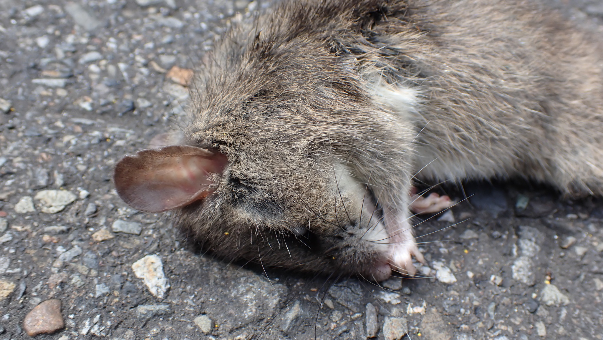 Niviventer J.T.Marshall Jr., 1976