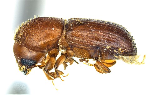 Xyleborus pubescens image