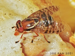 Scholastes cinctus