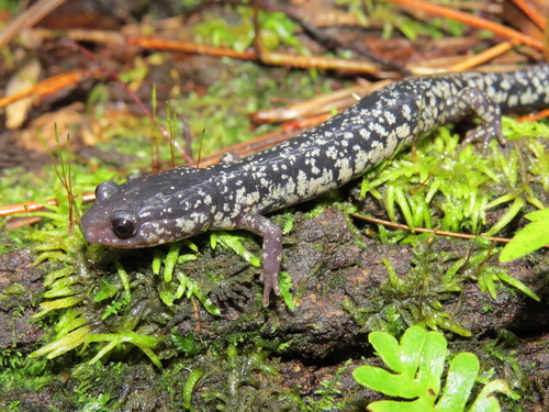South Carolina Slimy Salamander