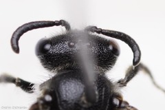 Sphecodes