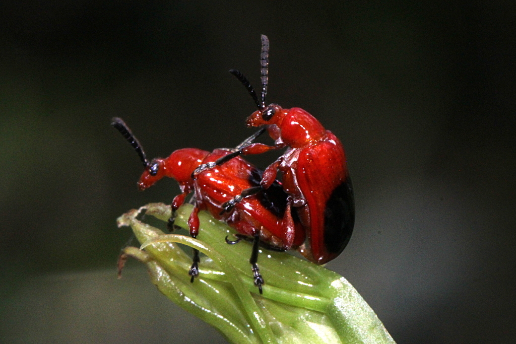 Red narrow-necked leaf beetle