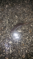 Ambystoma barbouri