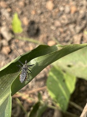 Rhynocoris albopilosus
