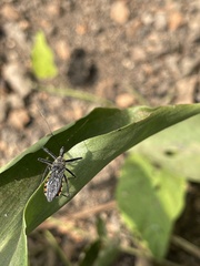 Rhynocoris albopilosus