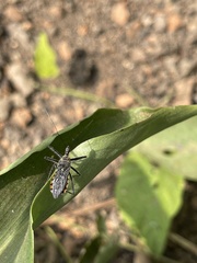 Rhynocoris albopilosus