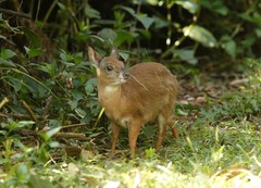 Nesotragus moschatus