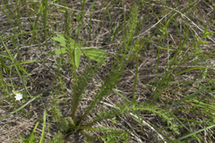 Pedicularis grandiflora