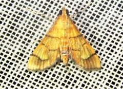 Omiodes indicata