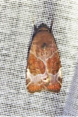 Hampsonodes mastoides