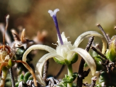 Wahlenbergia nodosa