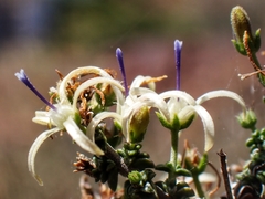 Wahlenbergia nodosa
