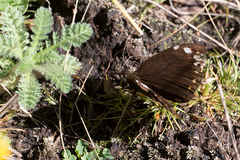 Serradinga bowkeri