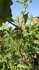 Solanum hirtum