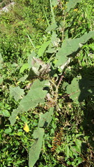 Solanum hirtum