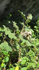 Solanum hirtum