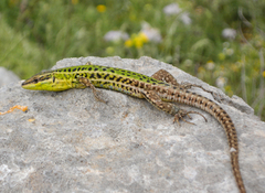 Podarcis waglerianus