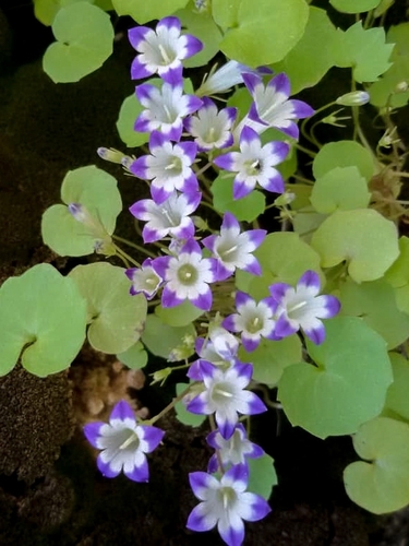 bellflowers (Genus Campanula) · iNaturalist
