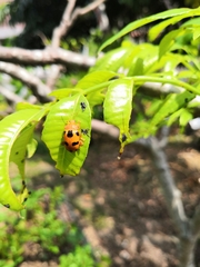 Podontia affinis