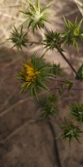 Berkheya heterophylla