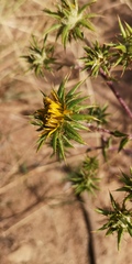 Berkheya heterophylla