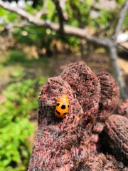 Podontia affinis