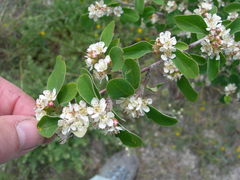 Cotoneaster tauricus