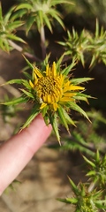 Berkheya heterophylla