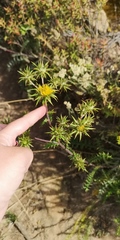 Berkheya heterophylla