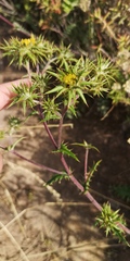 Berkheya heterophylla