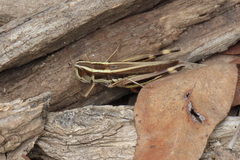 Macrotona australis