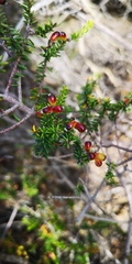 Phylica rogersii