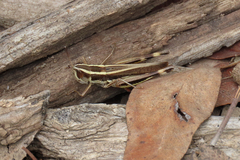 Macrotona australis