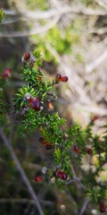 Phylica rogersii