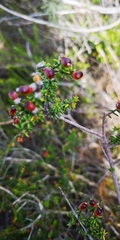 Phylica rogersii