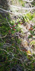 Phylica rogersii