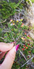 Phylica rogersii