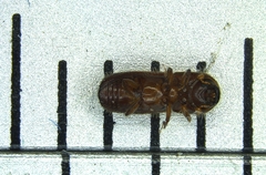 Xyleborus pubescens image
