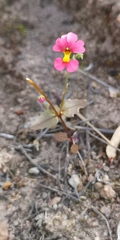 Nemesia pageae