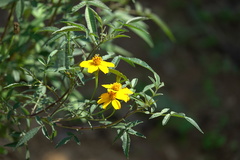 Tagetes lemmonii