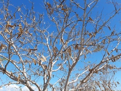 Albizia