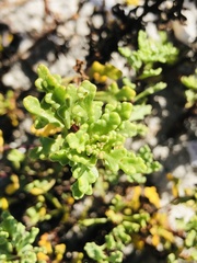 Oncosiphon sabulosus