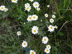 Tanacetum poteriifolium