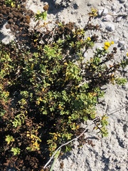 Oncosiphon sabulosus