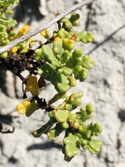 Oncosiphon sabulosus