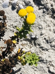 Oncosiphon sabulosus