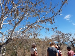 Albizia